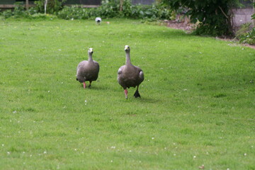 A view of a Cape Barren Goose