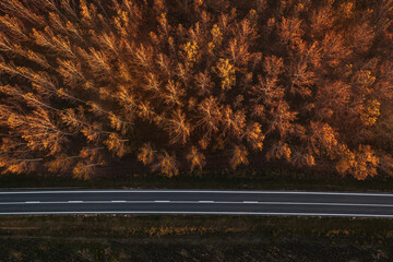 Aerial view of empty road and autumnal poplar cottonwood forest