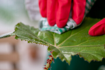 Young male gardener with plants indoors