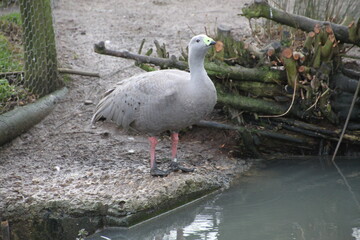 A view of a Cape Barren Goose