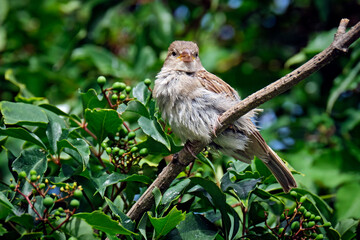 Haussperling ( Passer domesticus ) – auch Spatz oder Hausspatz.