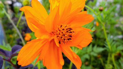 Orange bougainvillea flower isolated on natural green background