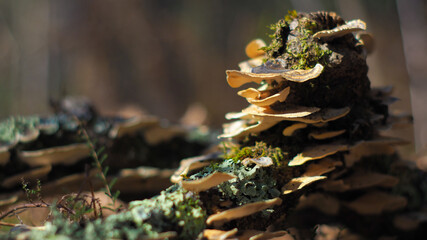 Champignons recouvrant une souche de pin