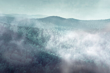 Mysterious  foggy forest, fog over dark forest