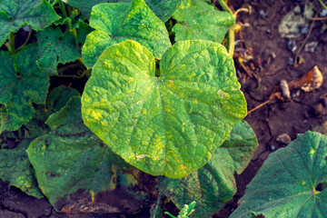 Sick cucumber leaves in the garden, photography for design