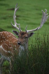Beautiful  young fallow stag deer at Dunham Massey