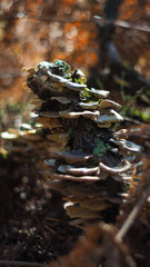 Champignons recouvrant une souche d'arbre mort