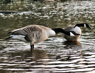 A view of a Canada Goose