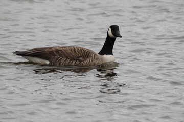 Fototapeta premium A view of a Canada Goose