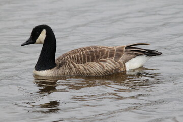 A view of a Canada Goose