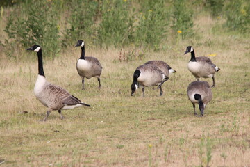 A view of a Canada Goose