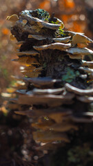 Champignons recouvrant une souche de pin mort