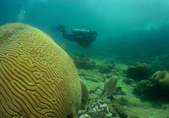 underwater coral reef scuba dive caribbean sea venezuela