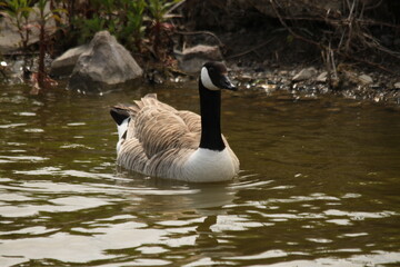 A view of a Canada Goose