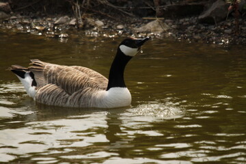 A view of a Canada Goose