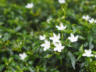 Gardenia, Rubiaceae Small perennials leaves are rounded, oval, pointed leaves, flowers are fragrant, White flower blooming and green leaves in garden on nature background