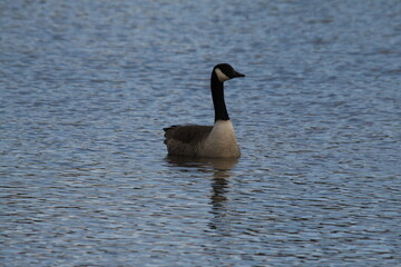 A view of a Canada Goose