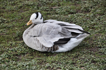A view of a Bar Headed Goose