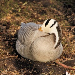 A view of a Bar Headed Goose
