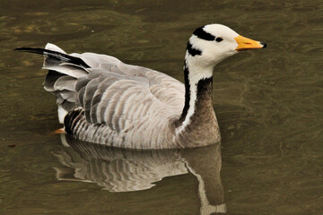 A view of a Bar Headed Goose