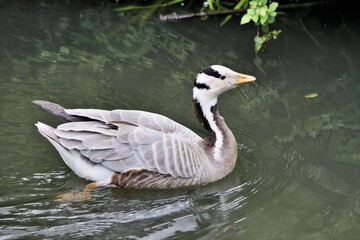 A view of a Bar Headed Goose