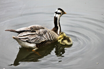 A view of a Bar Headed Goose