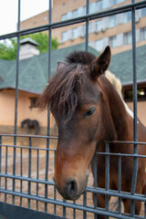 The head of a horse stuck through the bars .