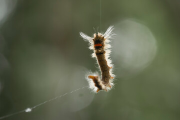 Caterpillars Hanging on Threads