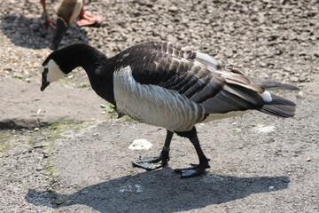 A close up of a Goose