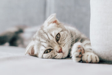 Portrait of Scottish fold kitten playing in sofa.