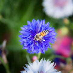 bee on the petal of a flower