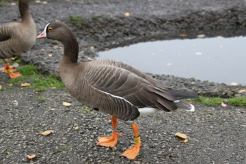 A close up of a Goose