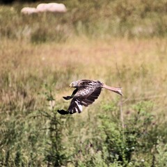 A Red Kite in flight