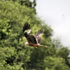 A Red Kite in flight