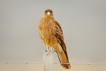 Chimango Caracara perched on a pole. The photo shows the brown bird in half side view while it is looking straight into the camera. 