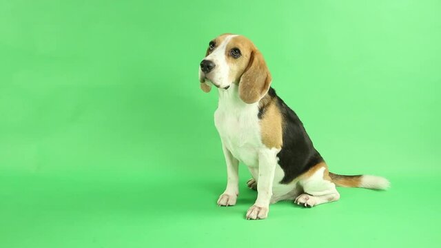 beagle dog on Green background in studio for ads.