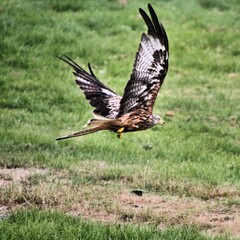 A Red Kite in flight