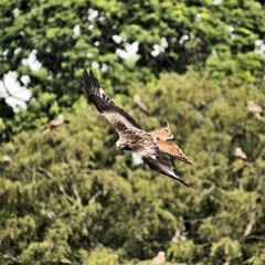 Fototapeta premium A Red Kite in flight