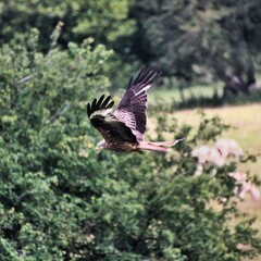 A Red Kite in flight
