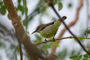 Purple rumped sunbird