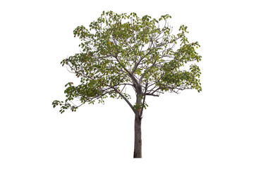 Supanniga tree (Cochlospermum regium) isolated on white background.