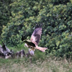 A Red Kite in flight
