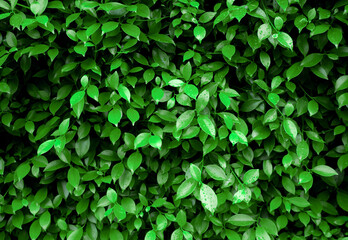 Fototapeta na wymiar Green leaf with water drop on black background