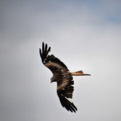 A Red Kite in flight