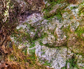 Close up forest rock texture with moss