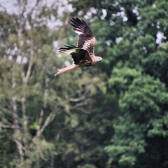 A Red Kite in flight