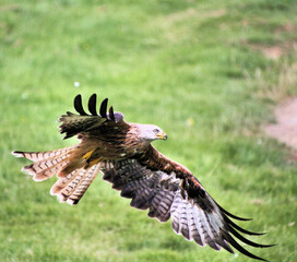 A Red Kite in flight