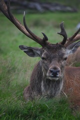 Portrait of  an male fallow deer with large antlers, in Tatton Park, Cheshire, UK