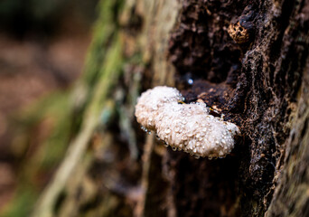 White porling, kind of tree mushroom