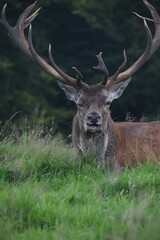 Portrait of  an male fallow deer with large antlers, in Tatton Park, Cheshire, UK